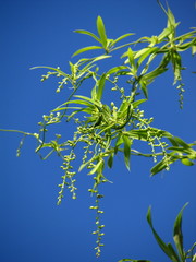 Herreria montevidensis