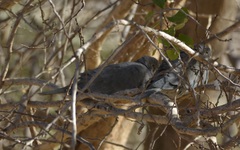 Streptopelia decaocto