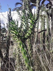 Austrocylindropuntia