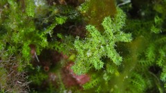 Elysia manriquei