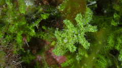 Elysia manriquei
