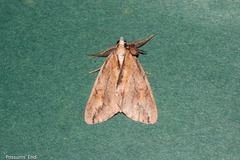 Pseudocoremia lupinata