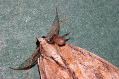 Pseudocoremia lupinata