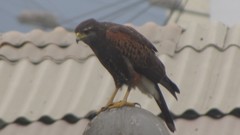 Parabuteo unicinctus