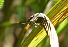 Plaxiscelis limbata