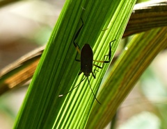 Plaxiscelis limbata