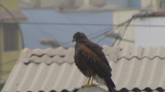 Parabuteo unicinctus