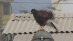 Parabuteo unicinctus