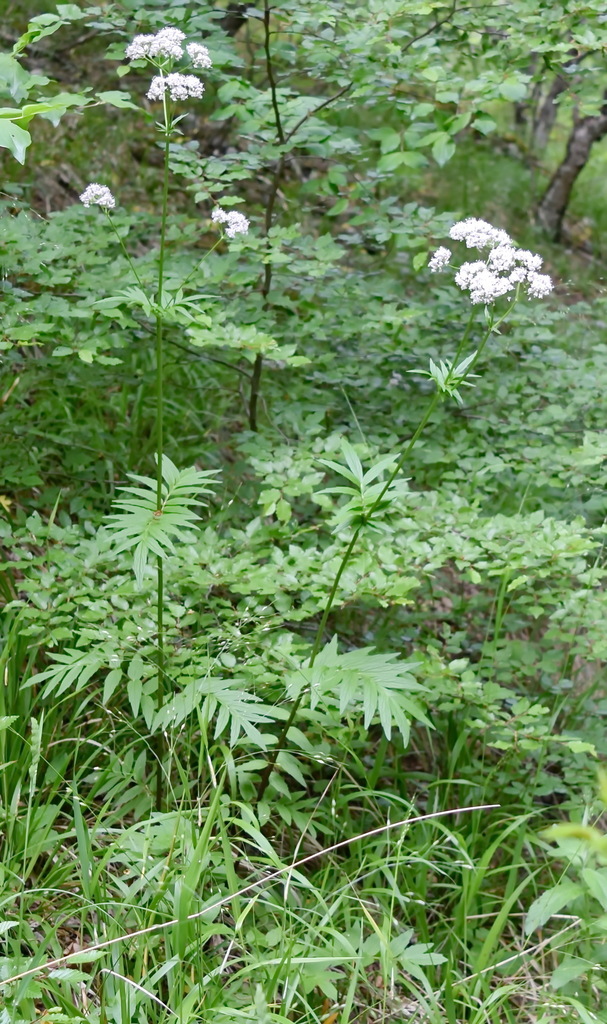 Valeriana grossheimii
