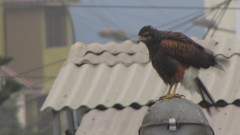 Parabuteo unicinctus