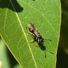Ammatomus coarctatus