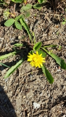 Taraxacum palustre