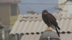 Parabuteo unicinctus