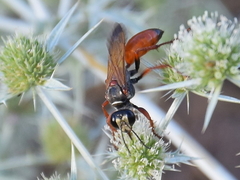 Sphex flavipennis