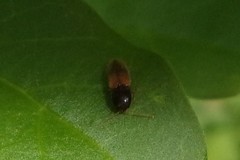 Coleoptera