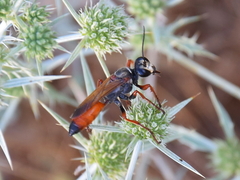 Sphex flavipennis