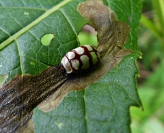 Alagoasa decemguttata