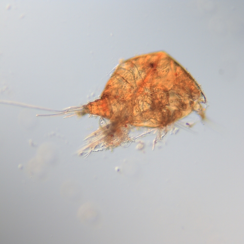 Family Metidae · iNaturalist