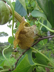 Aristolochia labiata