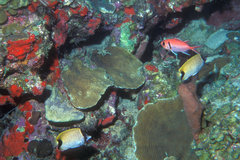 Chaetodon sedentarius