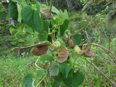 Aristolochia labiata