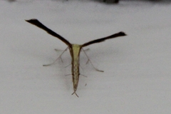 Nippoptilia cinctipedalis