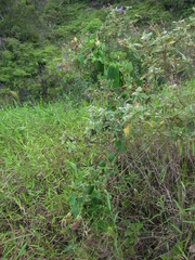 Aristolochia labiata