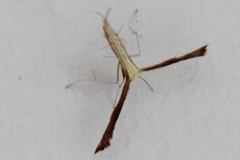 Nippoptilia cinctipedalis