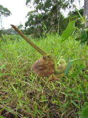 Aristolochia labiata