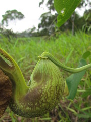 Aristolochia labiata