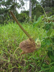 Aristolochia labiata