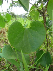 Aristolochia labiata