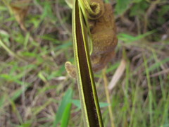 Aristolochia labiata
