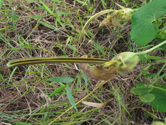 Aristolochia labiata