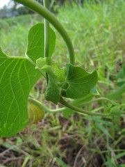 Aristolochia labiata