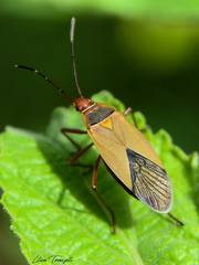 Dysdercus ruficollis