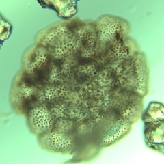 Planorbulina