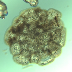 Planorbulina