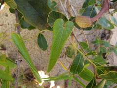Aristolochia robertii
