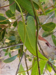 Aristolochia robertii