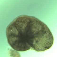 Lobatula lobatula