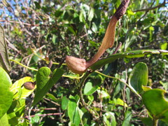 Aristolochia robertii