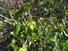 Aristolochia robertii