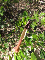 Aristolochia robertii