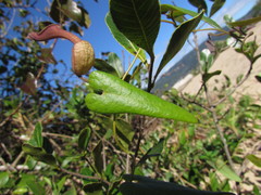 Aristolochia robertii