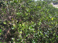 Aristolochia robertii