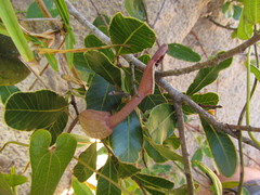 Aristolochia robertii