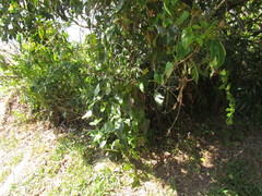 Aristolochia robertii