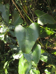 Aristolochia robertii