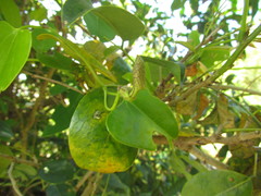 Aristolochia robertii